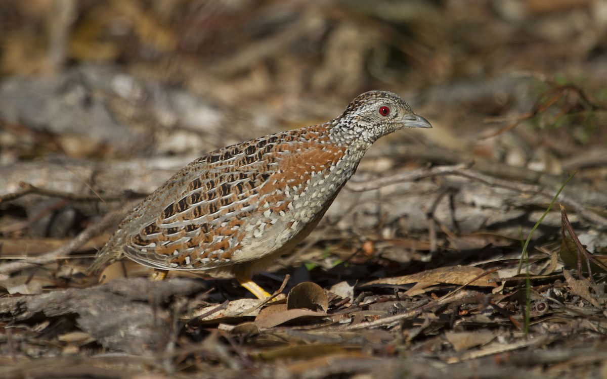 Painted Buttonquail - ML289442591