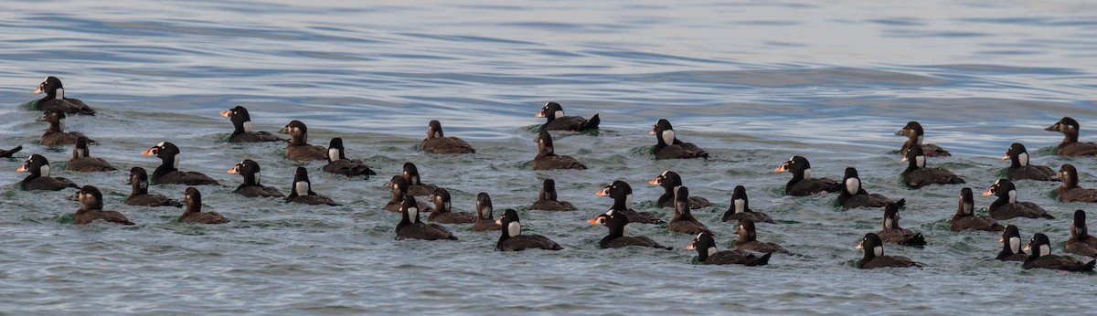 Surf Scoter - Anonymous