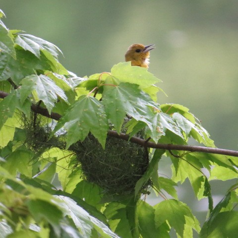 Orchard Oriole - ML28944761