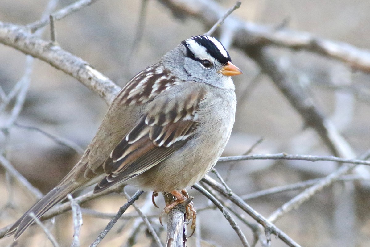 White-crowned Sparrow (Gambel's) - ML289448161
