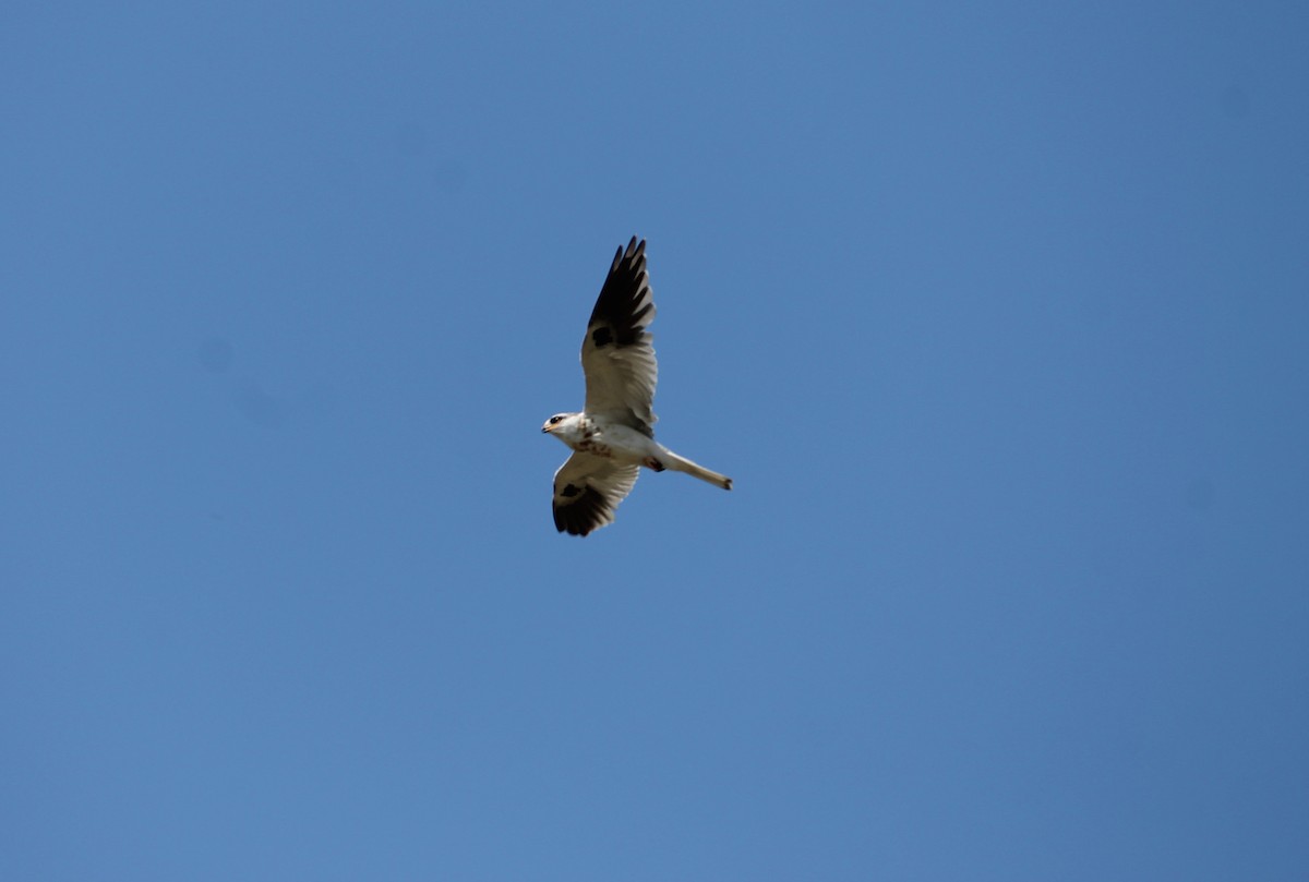 White-tailed Kite - ML289448541
