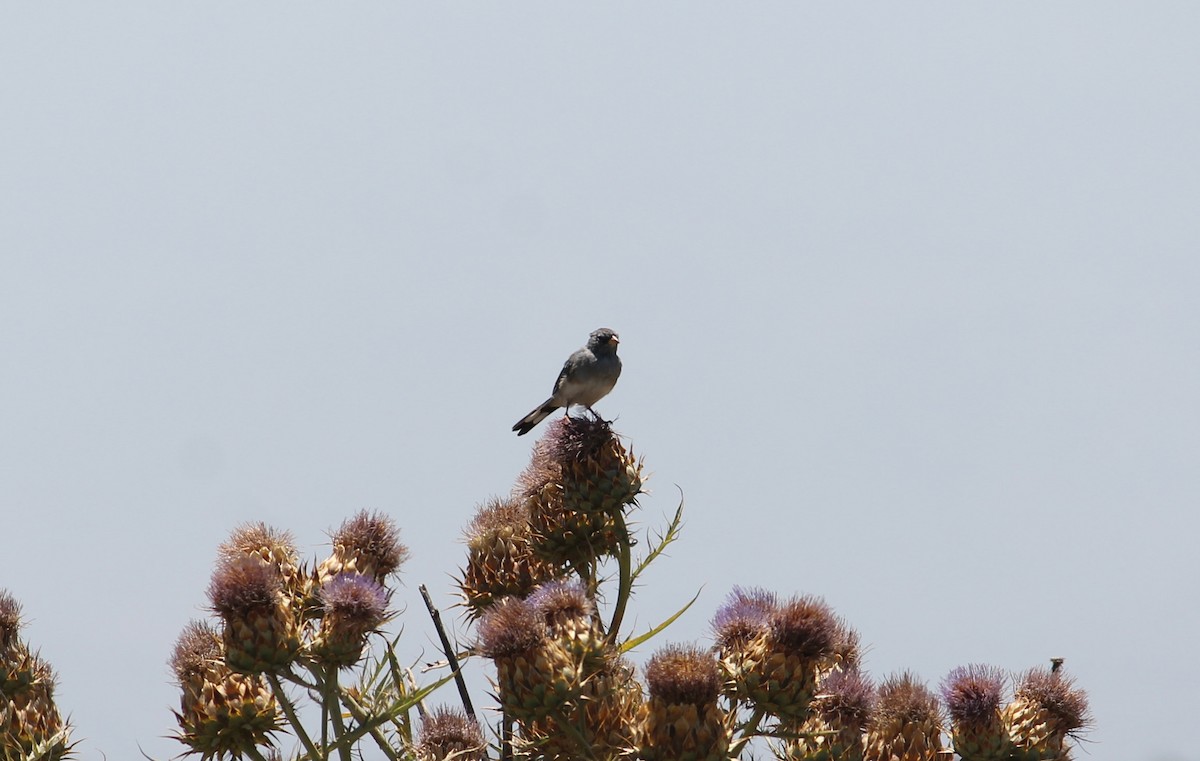 Band-tailed Sierra Finch - Paloma Lazo