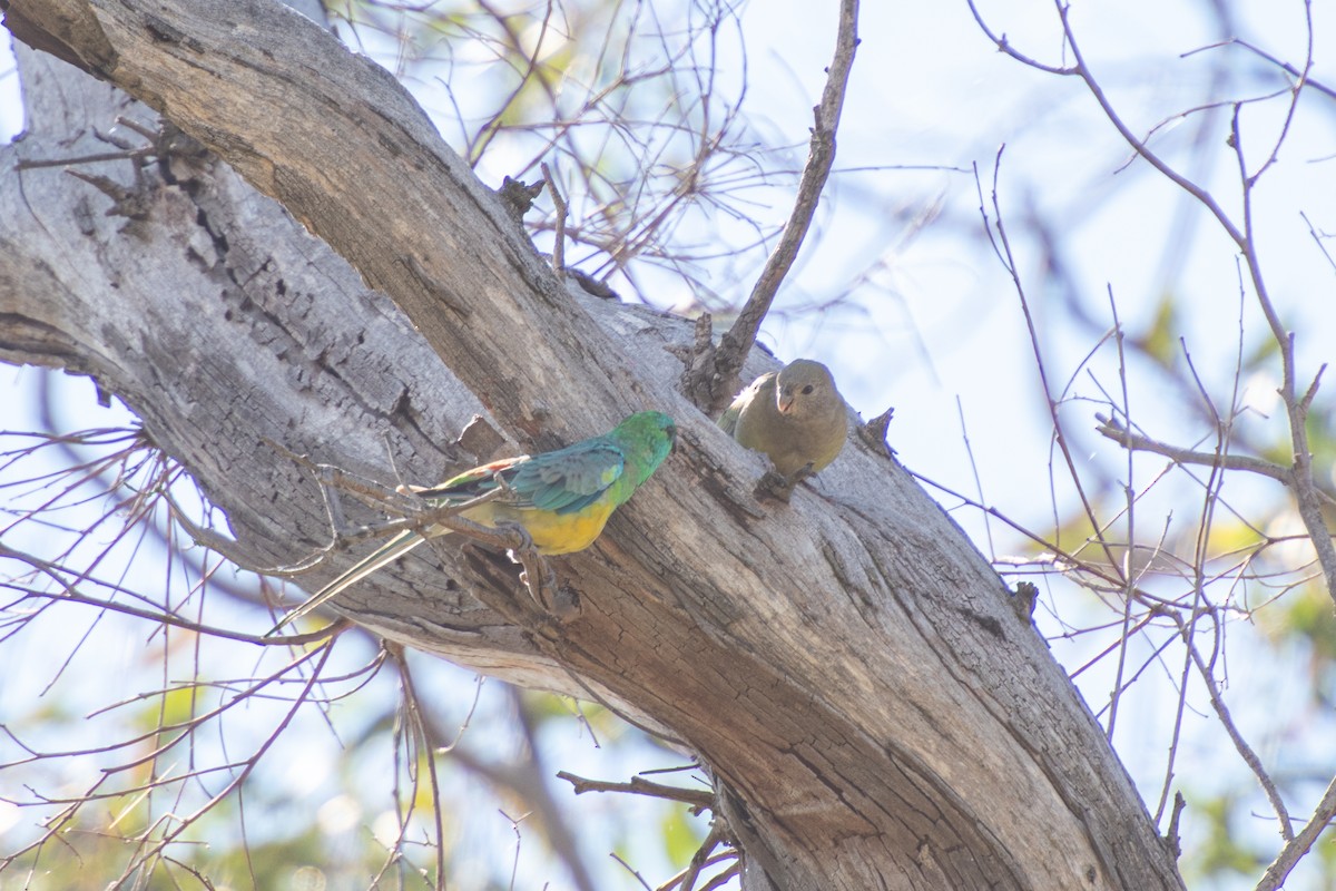 Red-rumped Parrot - ML289456891