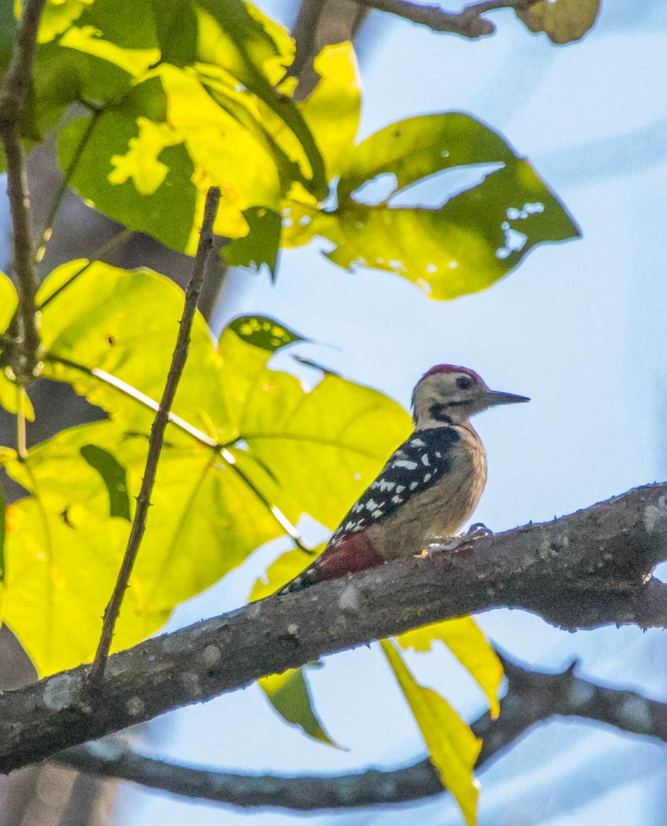 Fulvous-breasted Woodpecker - Sarbajit Nandy