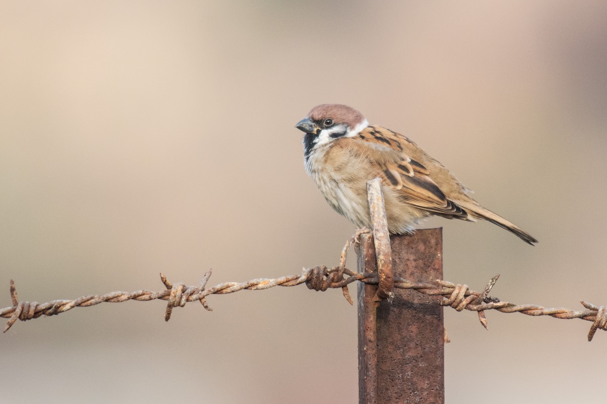 Eurasian Tree Sparrow - ML289464851