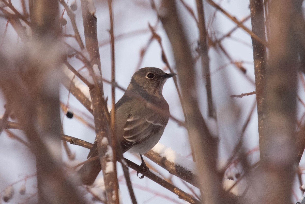 Townsend's Solitaire - Aaron Lang