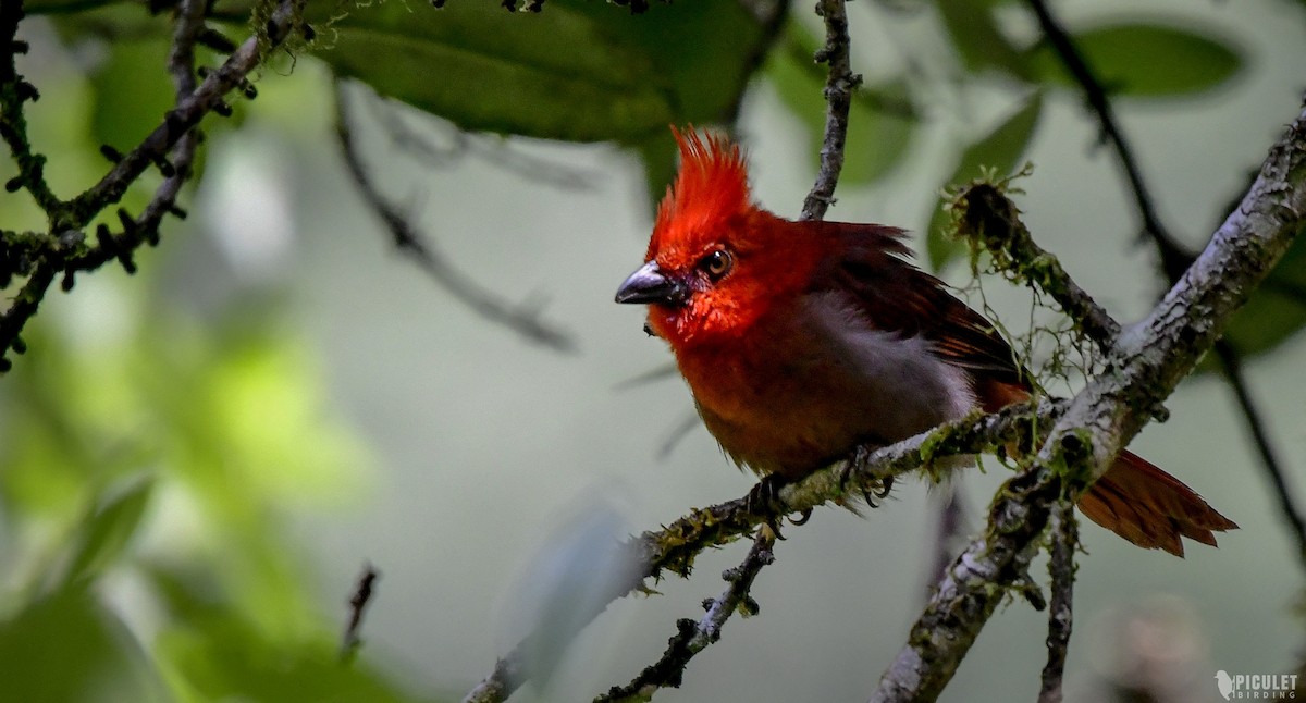 Crested Ant-Tanager - ML289465601