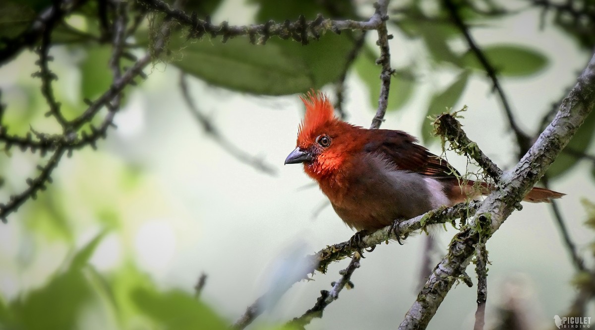 Crested Ant-Tanager - ML289465611
