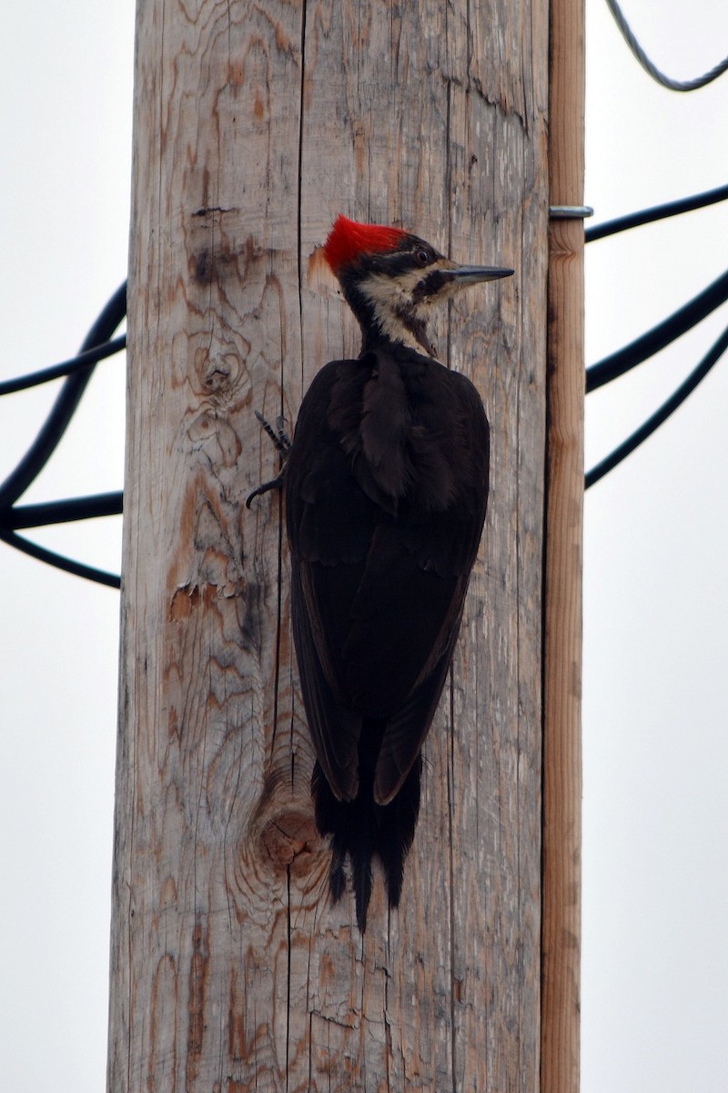 Pileated Woodpecker - ML28946581