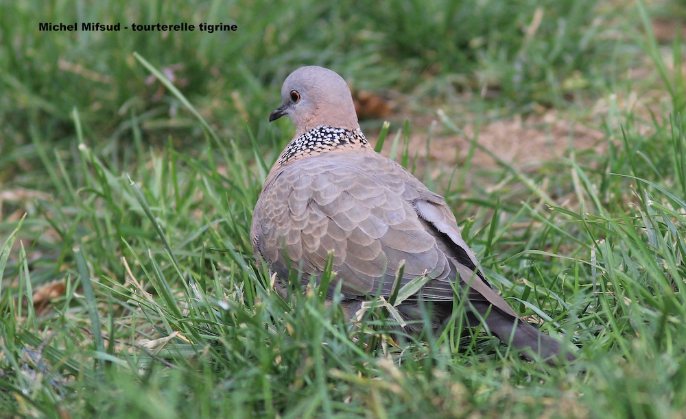 Spotted Dove - ML289467061