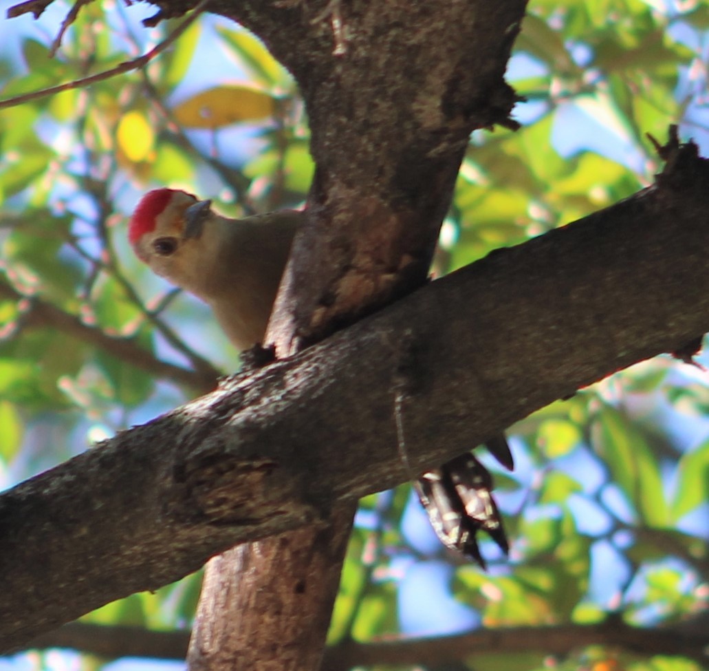Red-crowned Woodpecker - T L P L