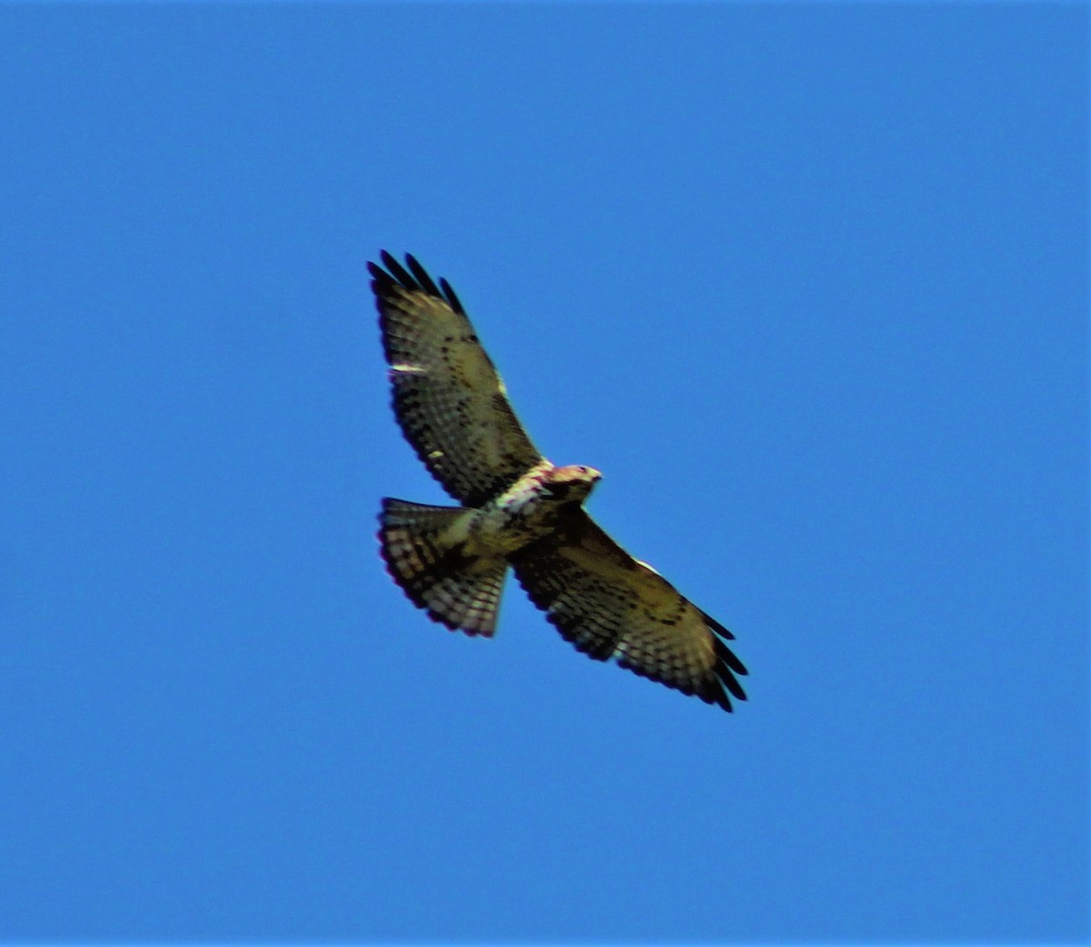 Broad-winged Hawk - ML289468631