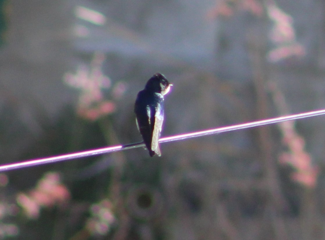 Blue-and-white Swallow - ML289472161