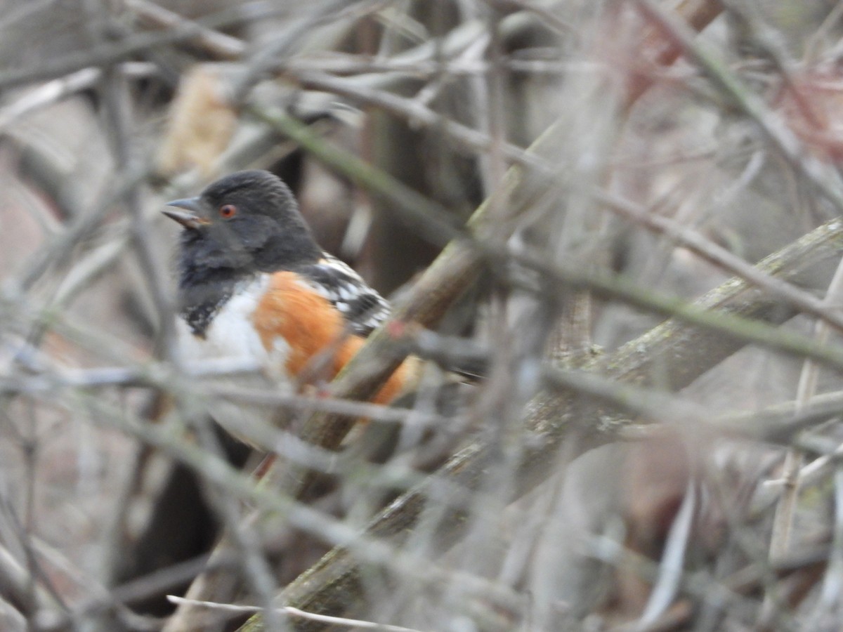 Spotted Towhee - Michael McKinley