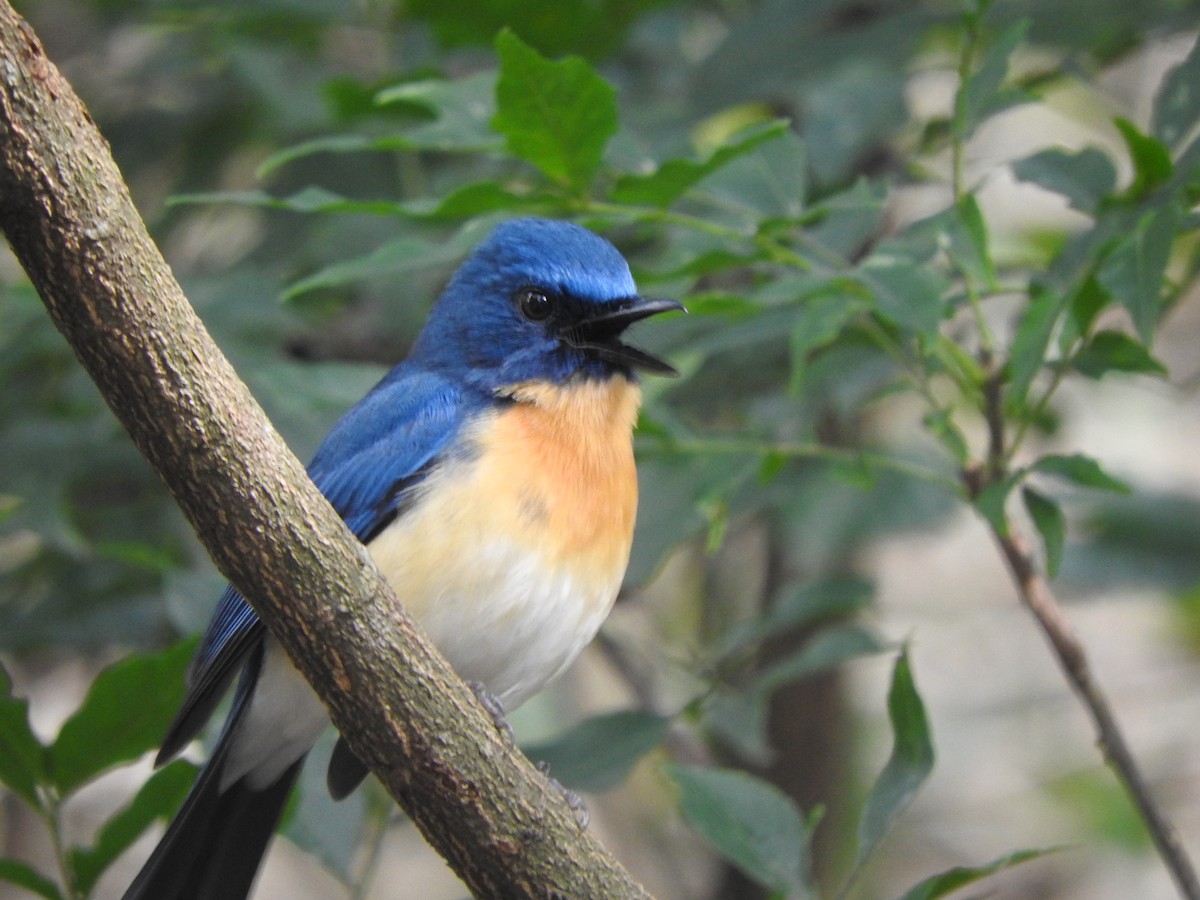 Tickell's Blue Flycatcher - Amara Bharathy