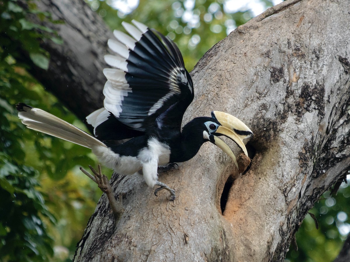 Oriental Pied-Hornbill - ML289494081