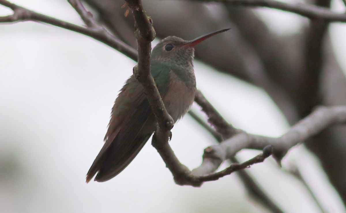 Buff-bellied Hummingbird - ML289494991