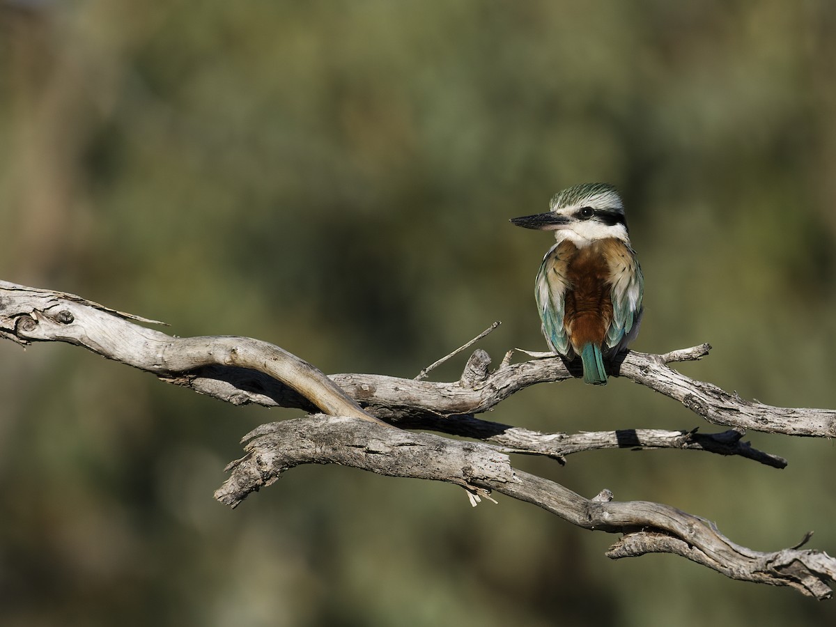 Red-backed Kingfisher - ML289495751