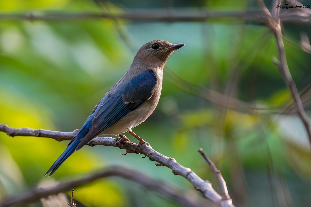 Blue-and-white Flycatcher - ML289499551
