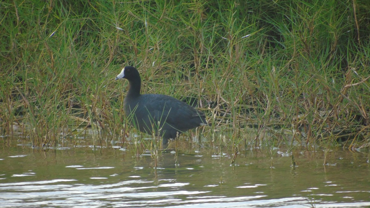 American Coot (Red-shielded) - ML28950331