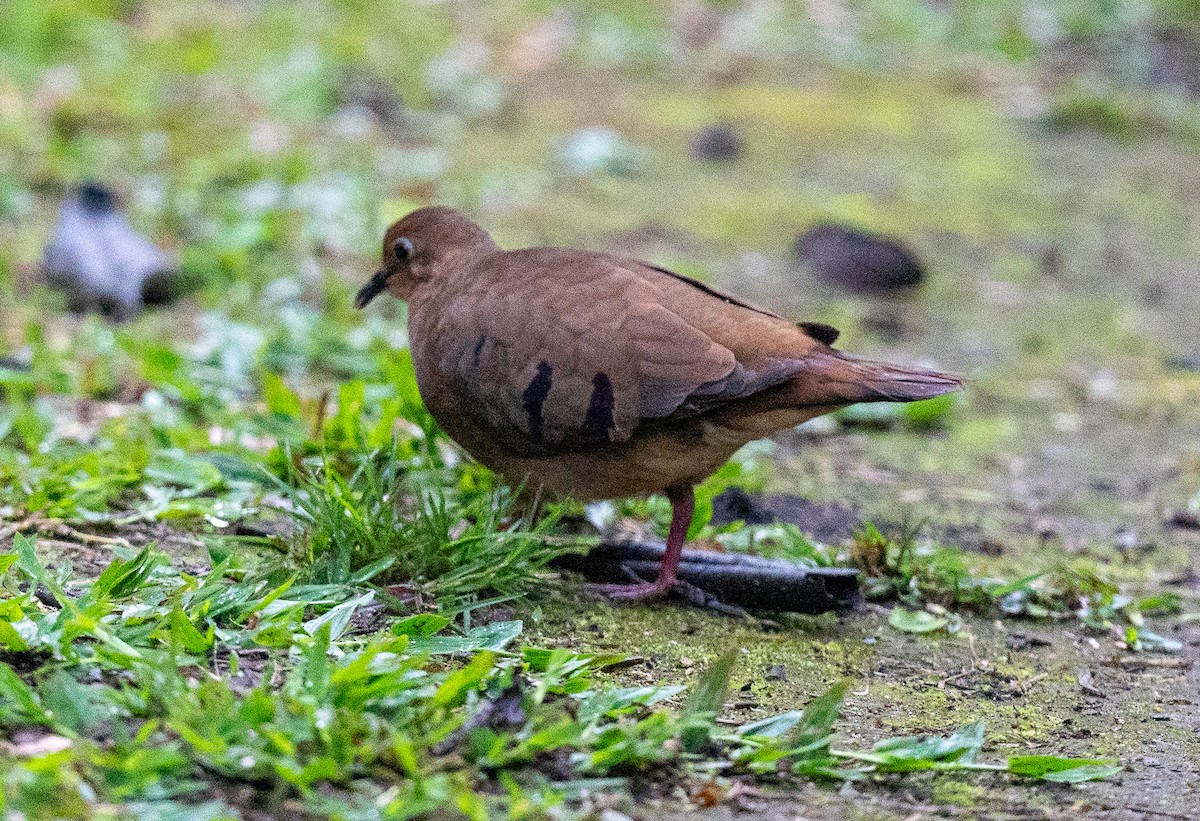 Maroon-chested Ground Dove - ML289509431