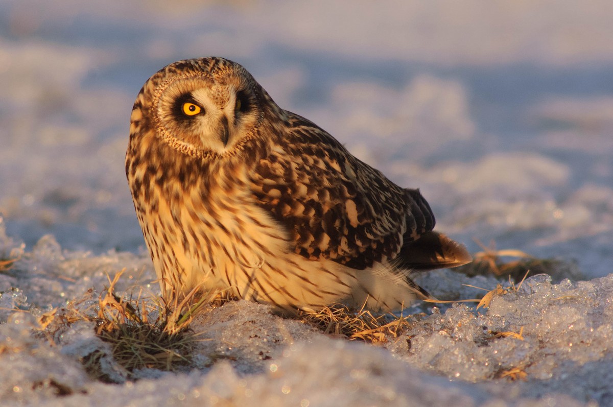 Short-eared Owl - Gerrit Vyn