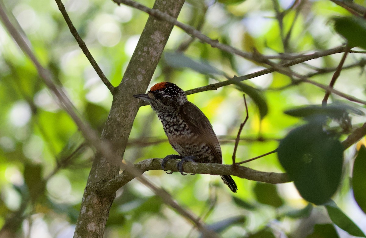 new world piculet sp. - ML289517311