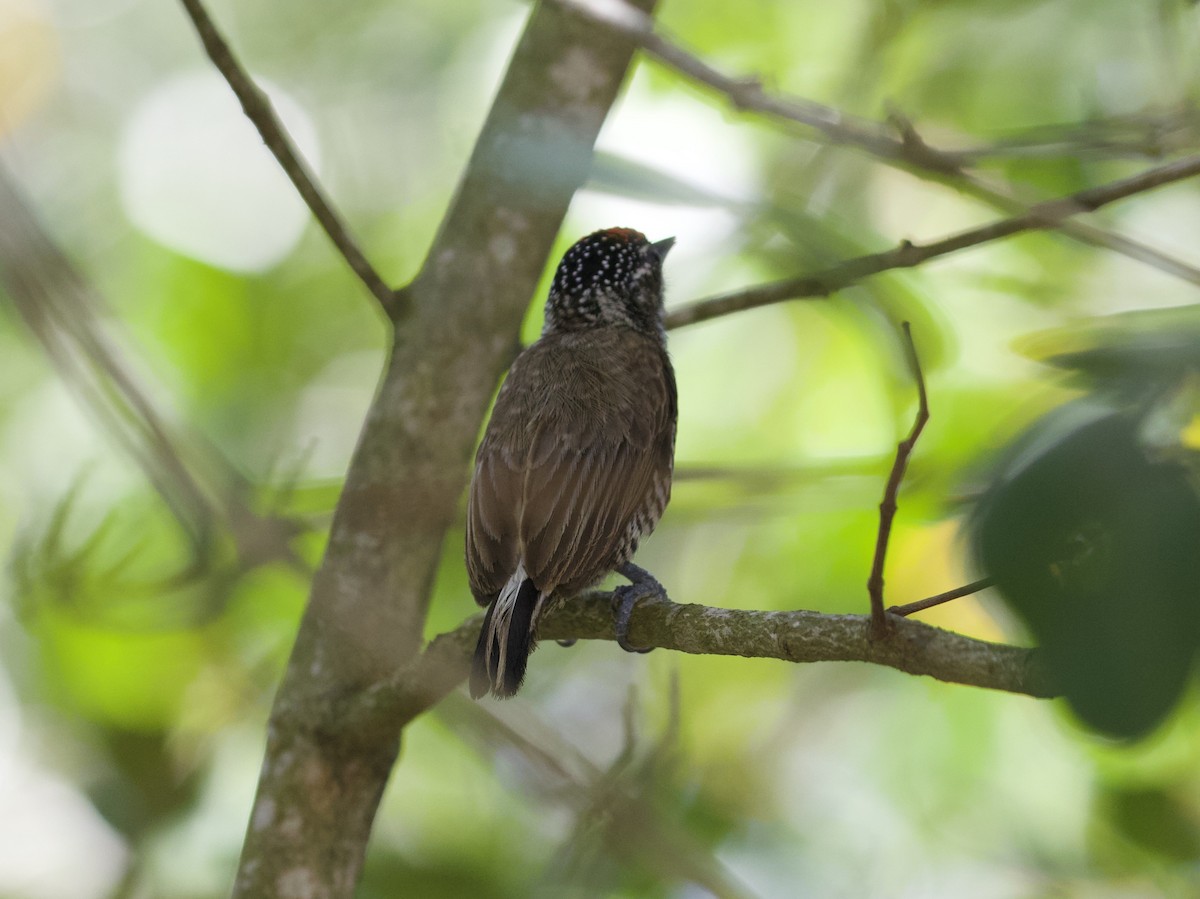 new world piculet sp. - ML289517331