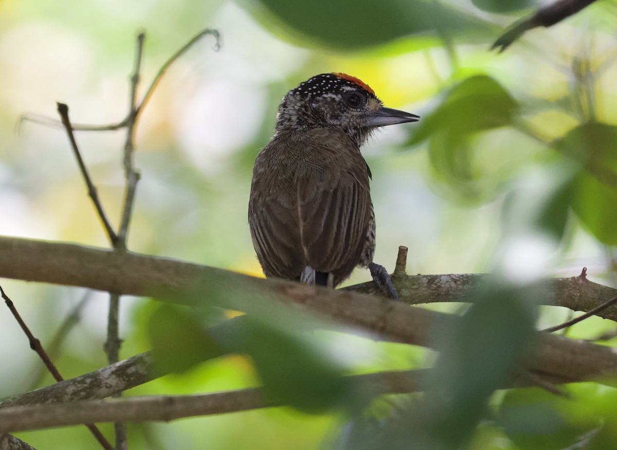 new world piculet sp. - ML289517361