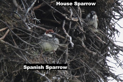 Spanish Sparrow - ML289518951