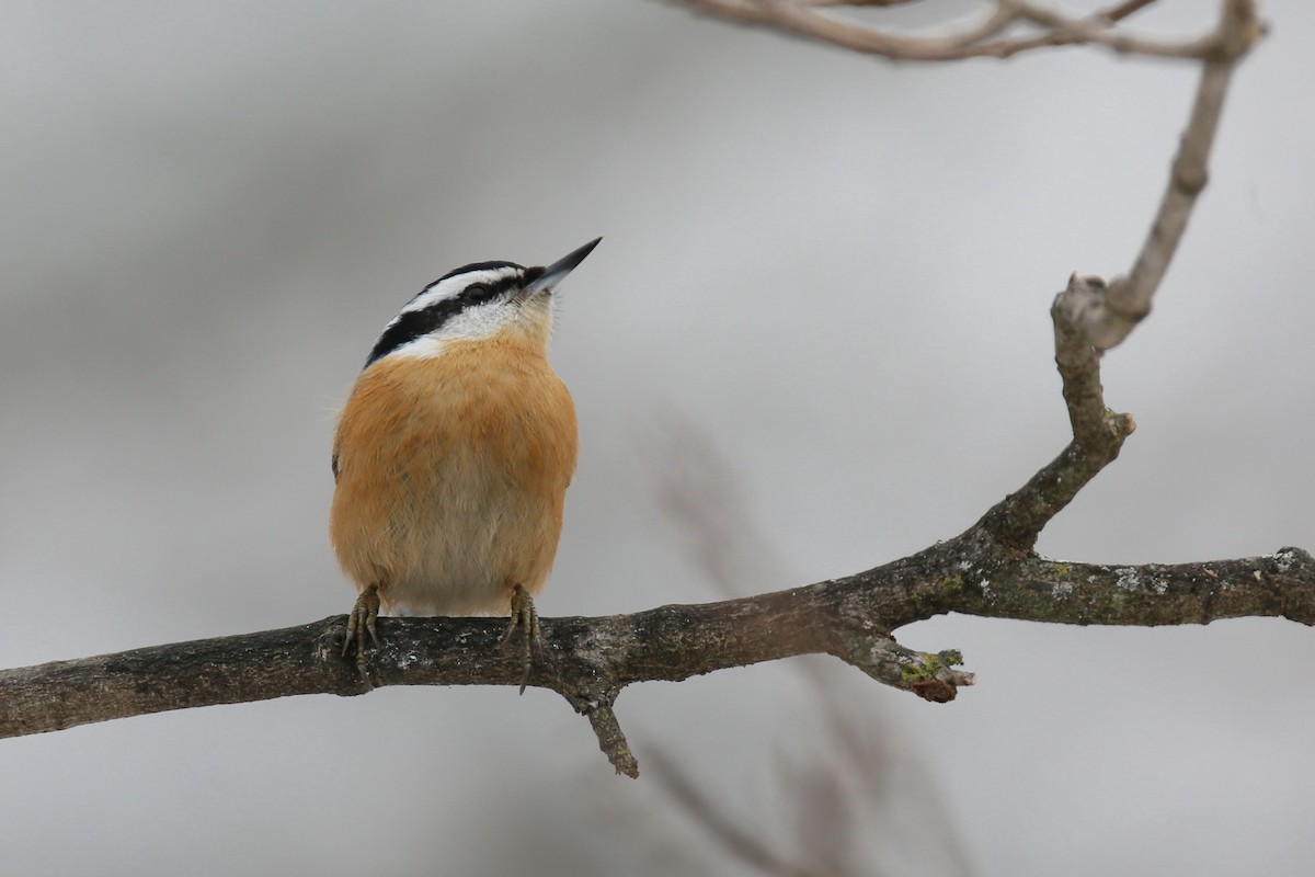 Red-breasted Nuthatch - Ron Sempier