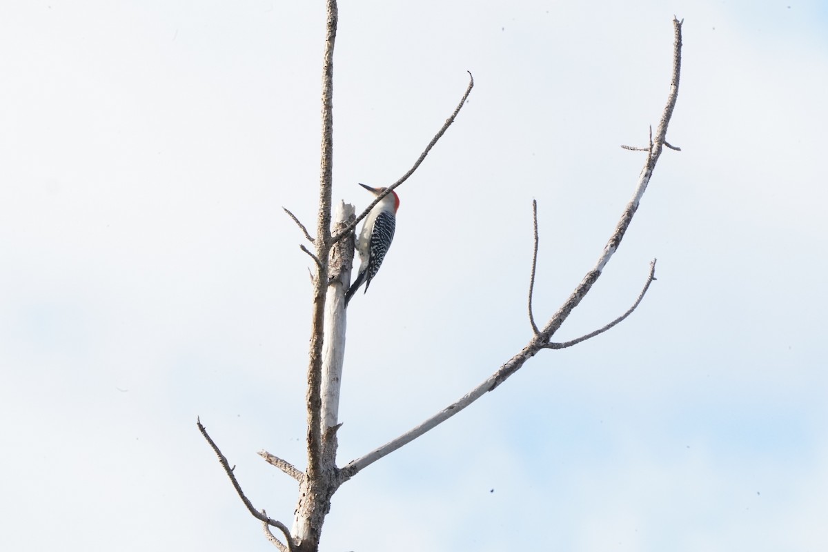 Red-bellied Woodpecker - ML289519891