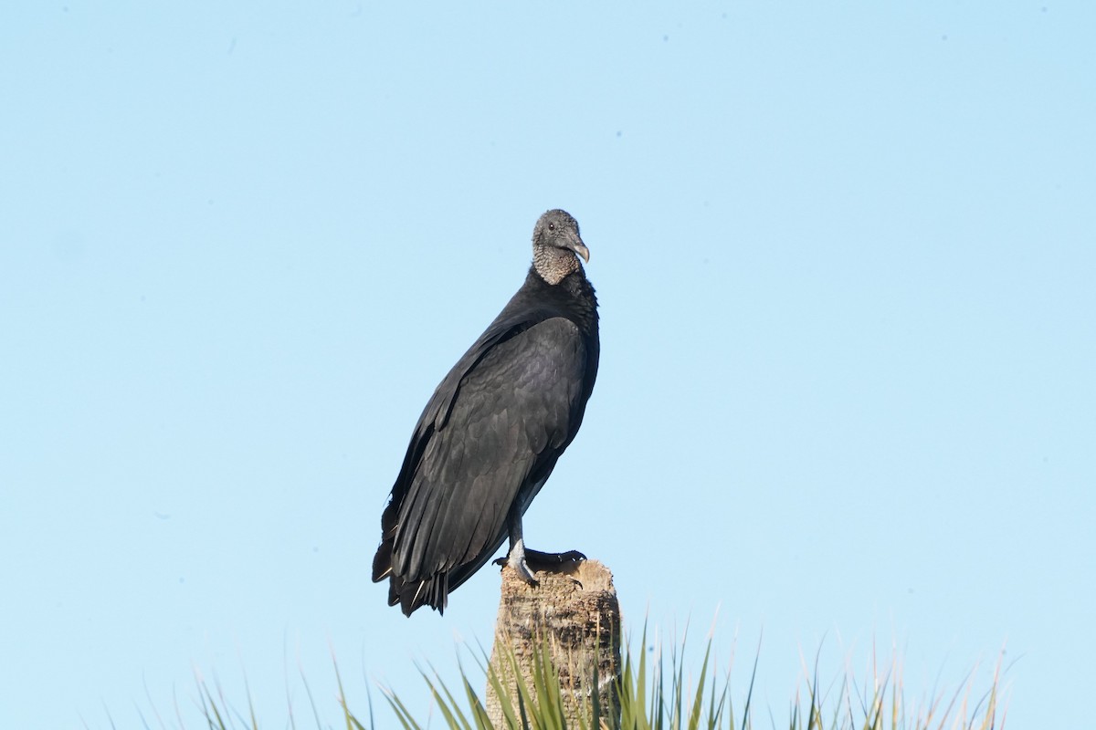 Black Vulture - Larry Katkin