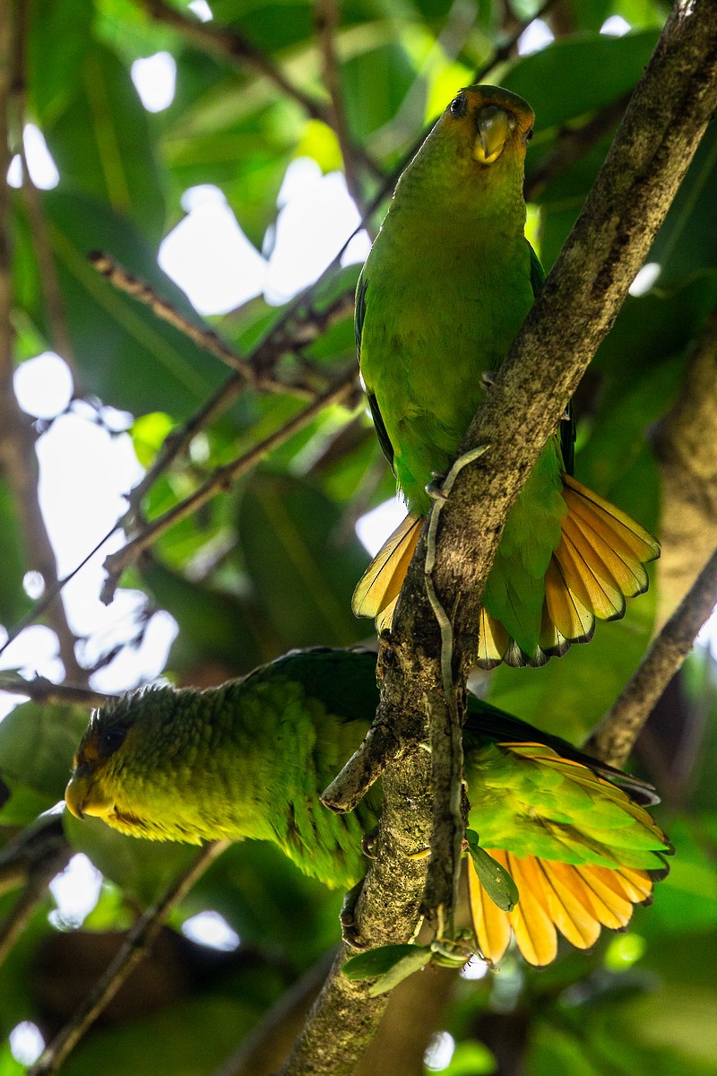Golden-tailed Parrotlet - ML289532651