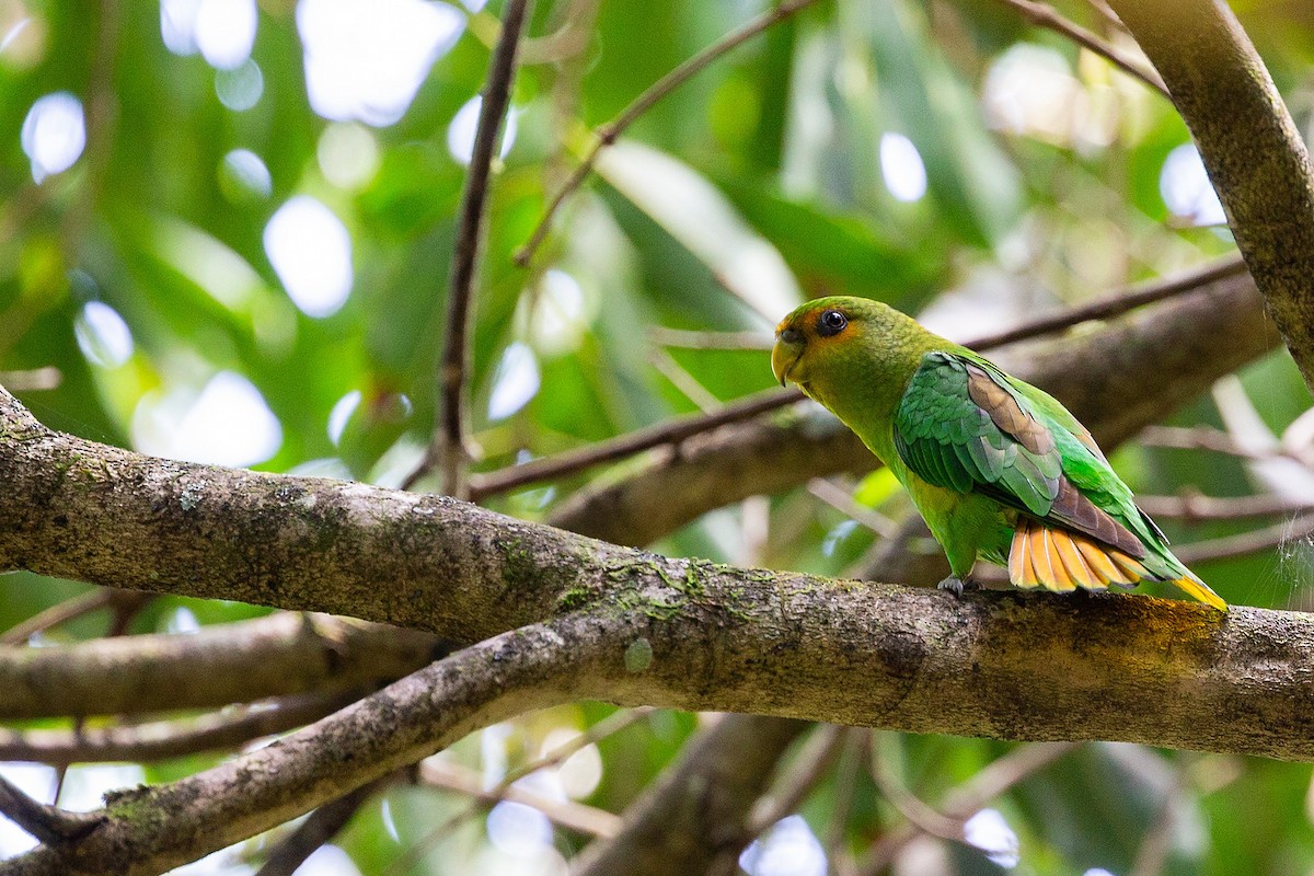 Golden-tailed Parrotlet - ML289532661