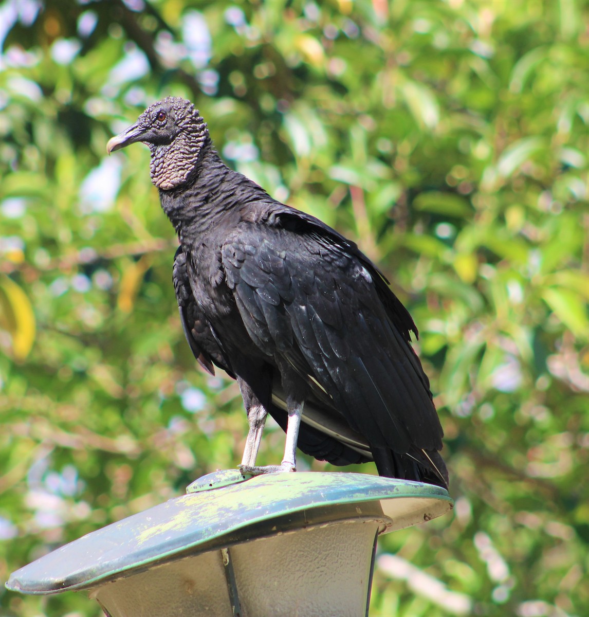 Black Vulture - ML289533541