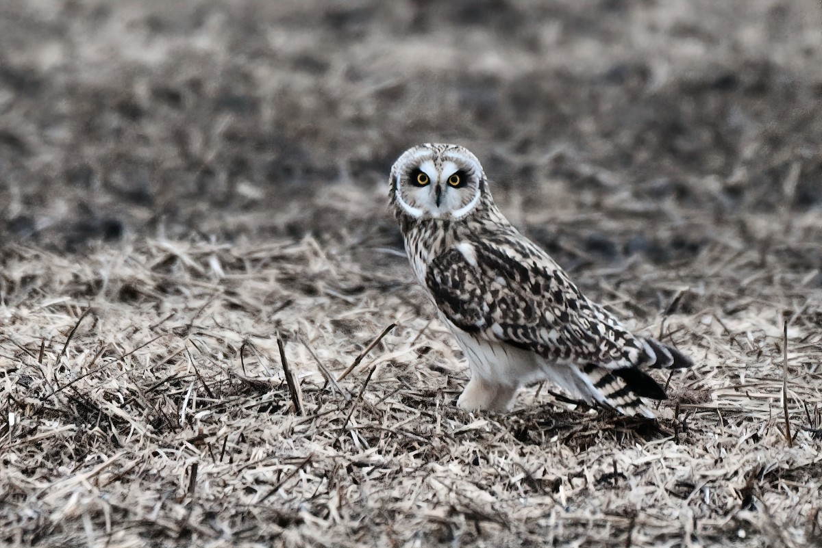 Short-eared Owl - ML289535001