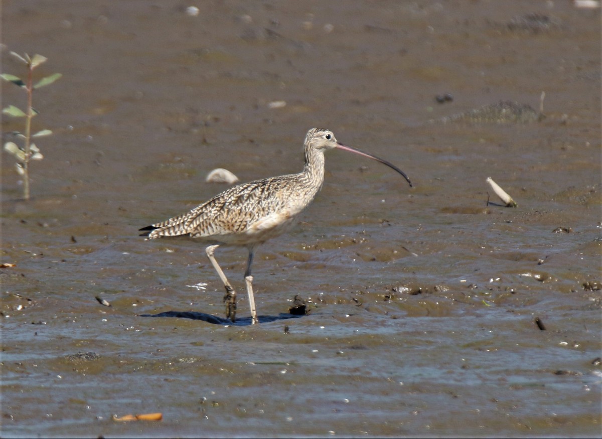 Long-billed Curlew - ML289535301