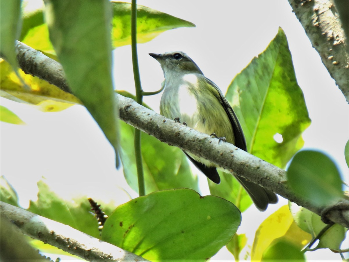 Guatemalan Tyrannulet - Josue  de León Lux (Birding Guide) josuedeleonlux@gmail.com +502 3068 8988