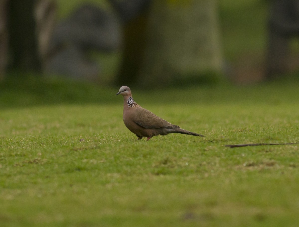 Spotted Dove - ML289539571
