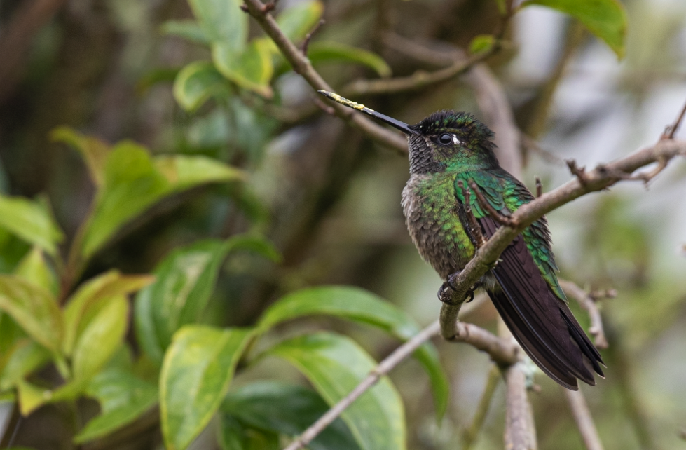 Talamanca Hummingbird - ML289540241