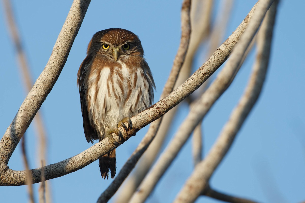 Ferruginous Pygmy-Owl - Gerrit Vyn