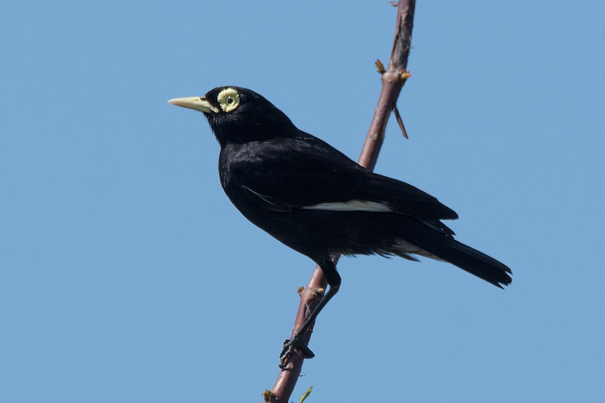 Spectacled Tyrant - ML289545021