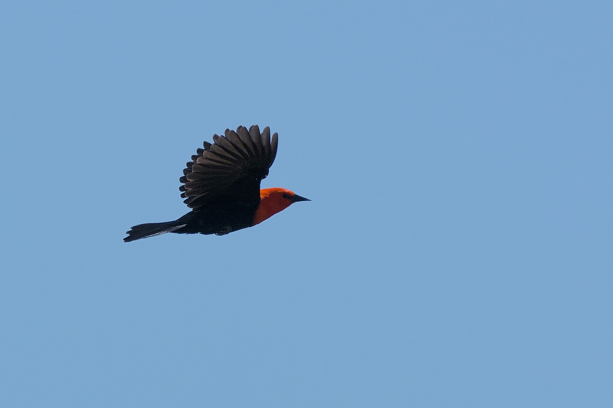 Scarlet-headed Blackbird - ML289545161