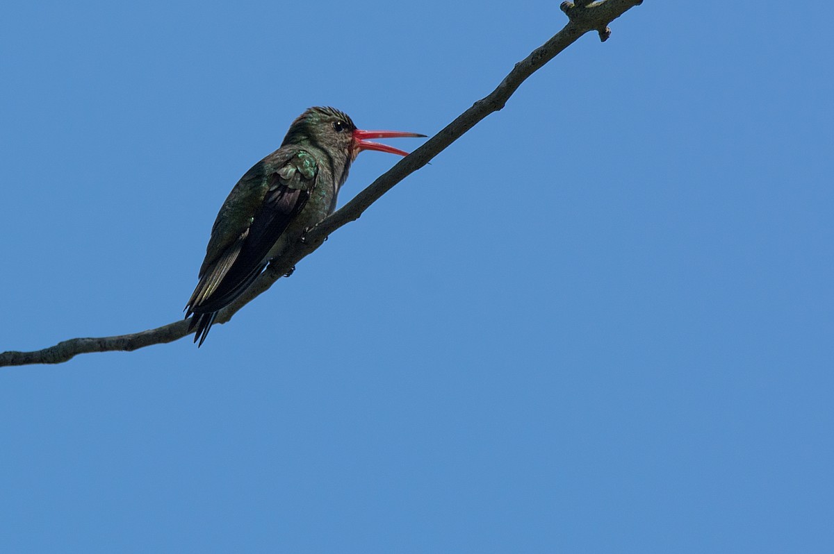 Gilded Hummingbird - ML289545551