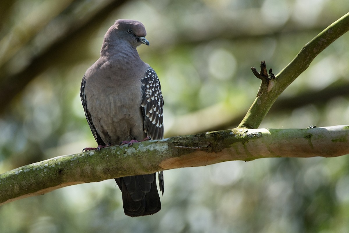 Spot-winged Pigeon - ML289545911