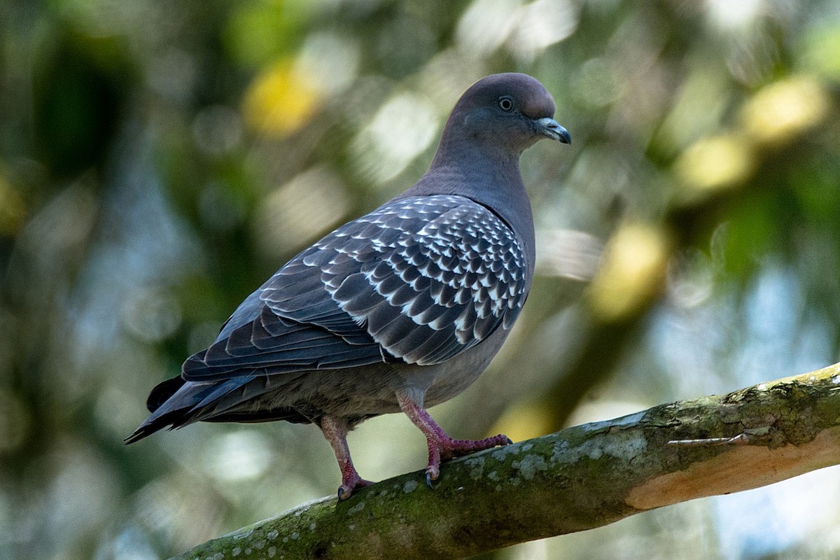 Spot-winged Pigeon - ML289545921