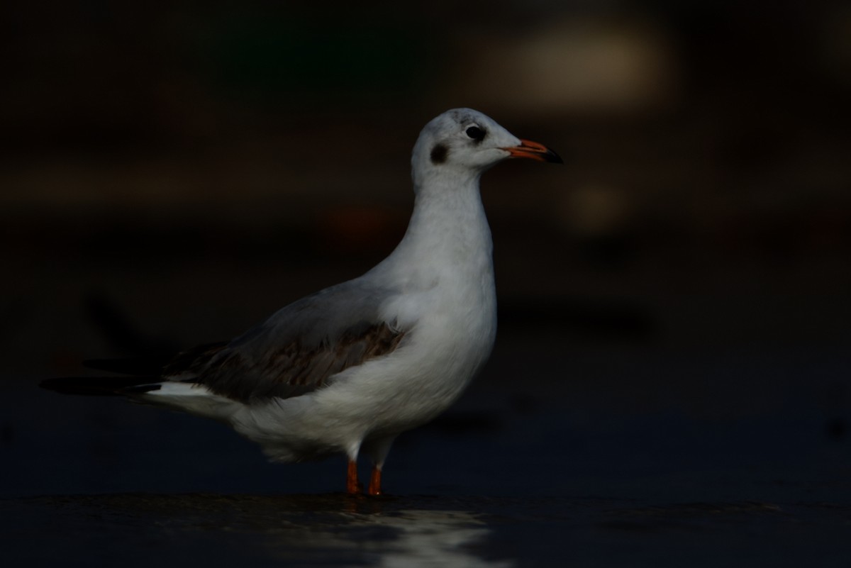Brown-headed Gull - Snehasis Sinha