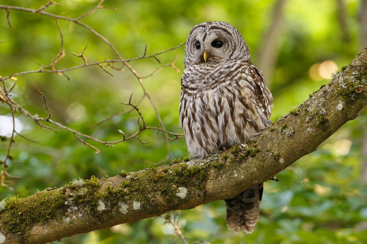 Barred Owl - Gerrit Vyn