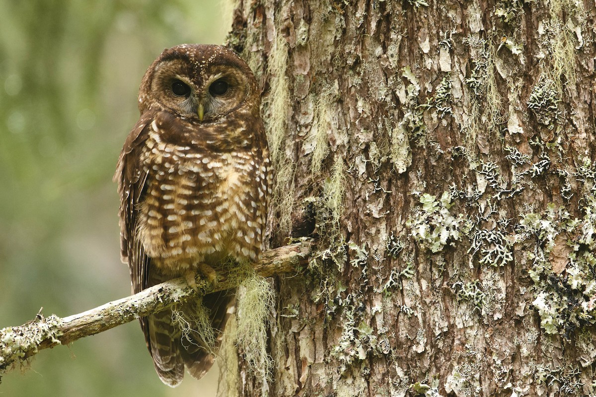 Spotted Owl - Gerrit Vyn